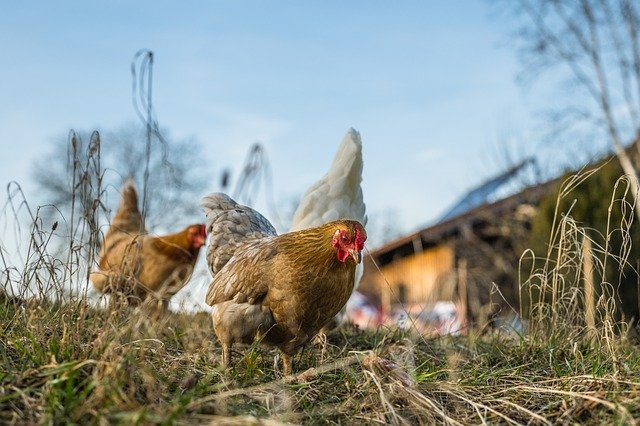 Cara Membuat Sempol Ayam