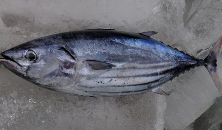 Memiliki Bentuk yang Hampir Sama, Inilah Perbedaan dari Ikan Cakalang, Tuna dan Tongkol